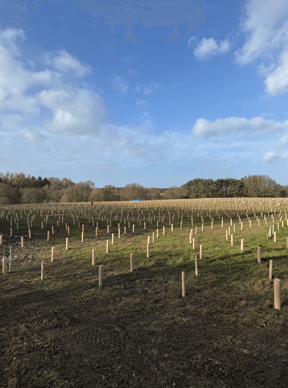 Siviculture Services